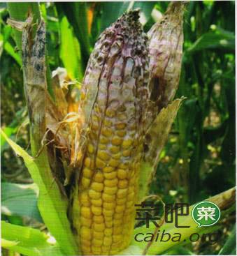玉米赤霉病防治