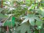 十七种植物性土农药制作与使用方法