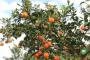 “傻子”种橘子，一种30年，种出来最甜的橘子 