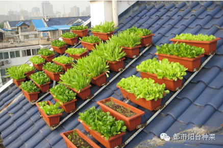 现在都市人流行阳台种菜的八大原因