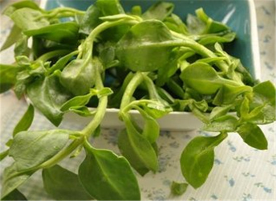 穿心莲的功效与作用