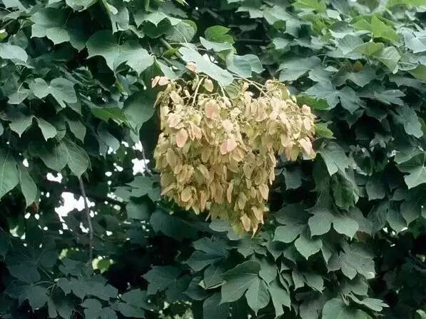 梧桐firmiana simplex法国梧桐其实指的是二球悬铃木(platanus