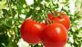 <font color=red>番茄</font>亩产3万公斤，这个高效基质栽培“科技套餐”值得入！