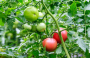 2021年秋冬季设施番茄科学施肥技术意见